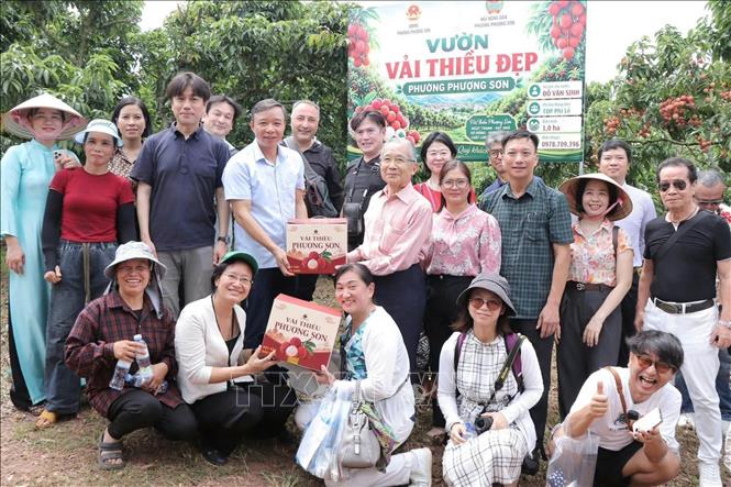 Đoàn doanh nghiệp Nhật Bản tại vườn vải đẹp trên địa bàn phường Phượng Sơn (Bắc Ninh). Ảnh: Đồng Thúy - TTXVN