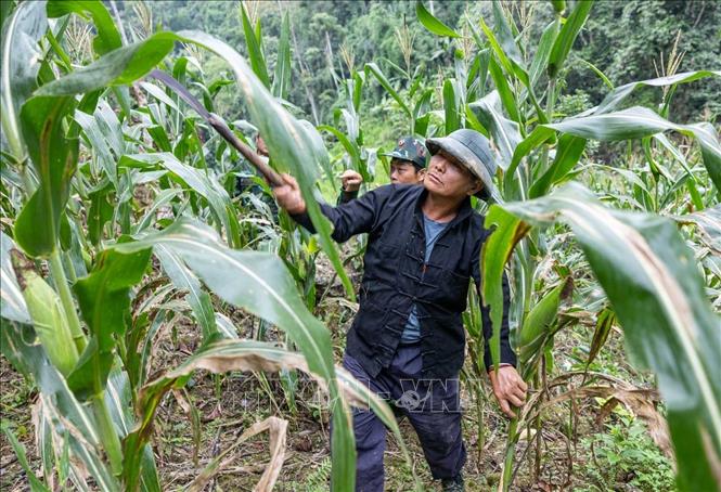 Ông Vàng Thìn Hoà, thôn Hoàng Lỳ Phả, xã Minh Tân cung cấp thông tin về nhiều vị trí nghi mộ phần liệt sĩ tại khu vực thung lũng nơi gia đình ông sinh sống. Ảnh: Hoàng Hiếu - TTXVN