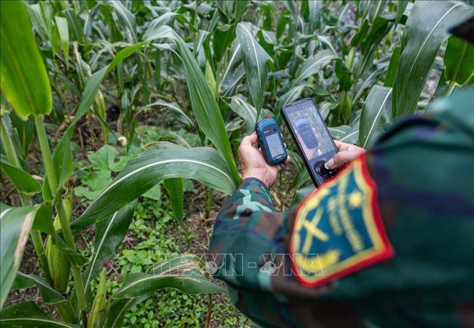 Đánh dấu toạ độ và chụp ảnh lưu hồ sơ với vị trí nấm nghi mộ phần của liệt sĩ theo thông tin ông Vàng Thìn Hoà, thôn Hoàng Lỳ Phả, xã Minh Tân cung cấp. Ảnh: Hoàng Hiếu - TTXVN