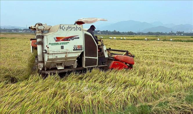 Nông dân xã Xuân Phú, thành phố Đà Nẵng thu hoạch lúa giống. Ảnh: Trần Tĩnh - TTXVN
