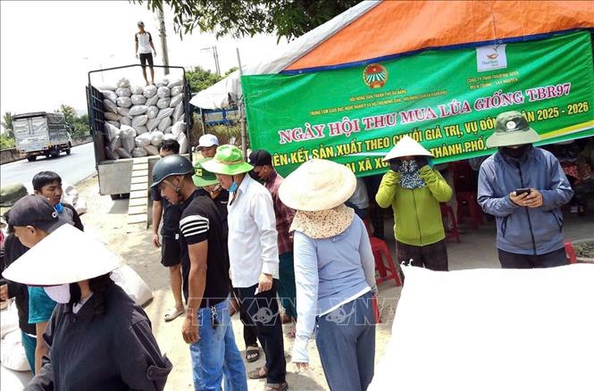 Nông dân xã Xuân Phú, thành phố Đà Nẵng thu hoạch lúa giống. Ảnh: Trần Tĩnh - TTXVN