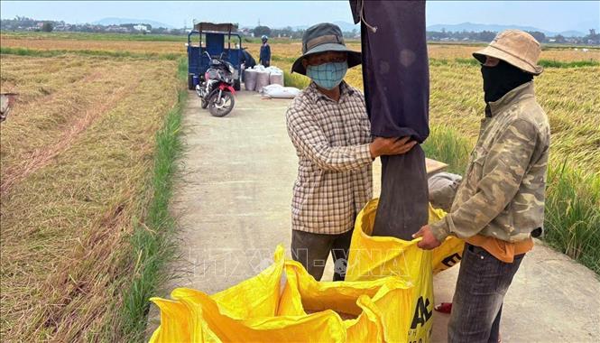 Nông dân xã Xuân Phú, thành phố Đà Nẵng, thu hoạch lúa giống. Ảnh: Trần Tĩnh - TTXVN