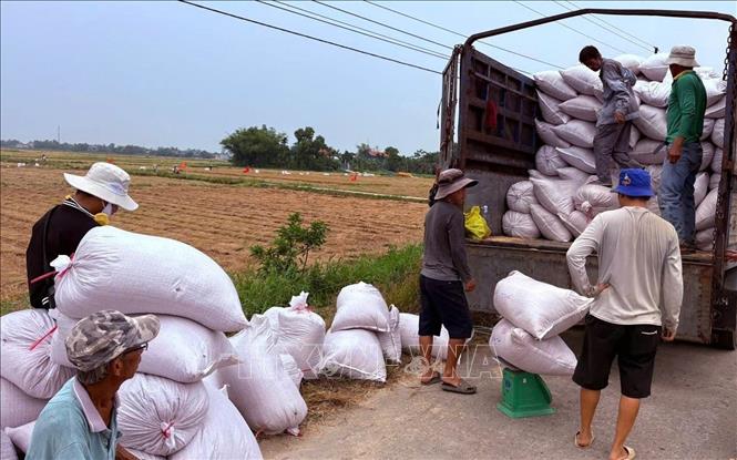 Nông dân xã Xuân Phú, thành phố Đà Nẵng thu hoạch lúa giống. Ảnh: Trần Tĩnh - TTXVN