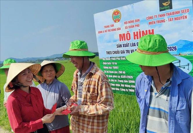 Nông dân xã Xuân Phú, thành phố Đà Nẵng thu hoạch lúa giống. Ảnh: Trần Tĩnh - TTXVN