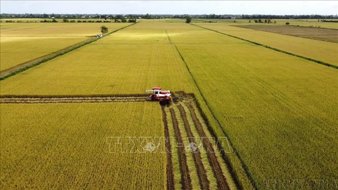 Nghị quyết số 79-NQ/TW, ngày 6/1/2026 của Bộ Chính trị về phát triển kinh tế nhà nước. Trong ảnh: Tỉnh Đồng Tháp hiện có hơn 58.800 ha lúa tham gia Đề án “Phát triển bền vững một triệu héc-ta chuyên canh lúa chất lượng cao và phát thải thấp gắn với tăng trưởng xanh vùng Đồng bằng sông Cửu Long đến năm 2030”. Ảnh: Nhựt An – TTXVN
