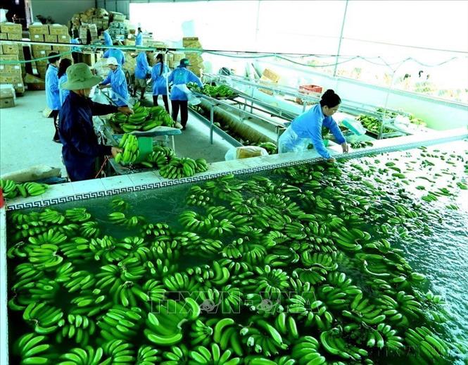 Nghị quyết 68-NQ/TW ngày 4/5/2025 của Bộ Chính trị về phát triển kinh tế tư nhân. Trong ảnh: Từ năm 2017, Công ty Cổ phần Xuất nhập khẩu Xanh Việt là đơn vị tiên phong của tỉnh An Giang về đầu tư trang trại trồng chuối xuất khẩu ở ấp Tân Lợi, xã Tân Tuyến, huyện Tri Tôn. Đến nay, mỗi tháng Công ty sơ chế và tiêu thụ hơn 1.600 tấn chuối quả xanh sang thị trường Hàn Quốc, đạt doanh thu gần 10 tỷ đồng, tạo việc làm ổn định cho 30 lao động. Ảnh: Vũ Sinh – TTXVN