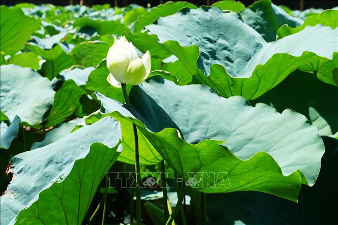 Hoa sen trắng ở hồ Tịnh Tâm trong Kinh thành Huế. Ảnh: Nguyên Lý - TTXVN