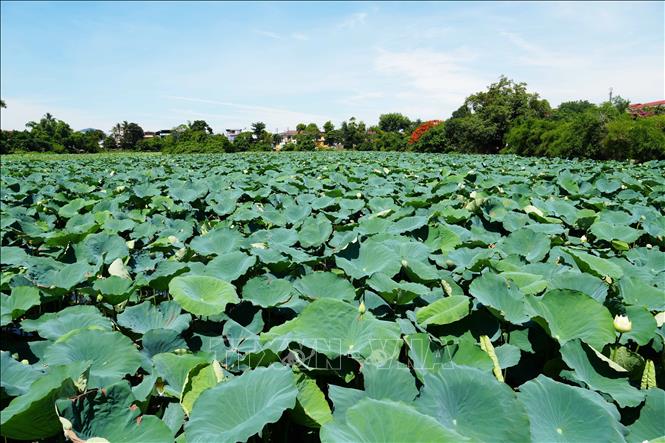 Cây và hoa sen trắng nở phủ kín mặt hồ Tịnh Tâm trong Kinh thành Huế. Ảnh: Nguyên Lý - TTXVN