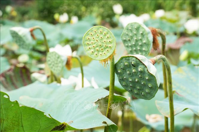 Đài của hoa sen trắng trên hồ ở cánh đồng Bàu Vá, phường Thủy Xuân, thành phố Huế. Ảnh: Nguyên Lý - TTXVN