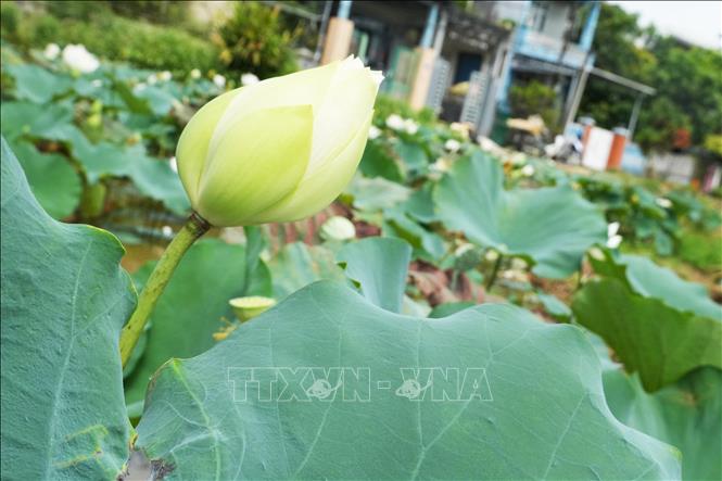 Hoa sen trắng trên hồ ở cánh đồng Bàu Vá, phường Thủy Xuân, thành phố Huế. Ảnh: Nguyên Lý - TTXVN