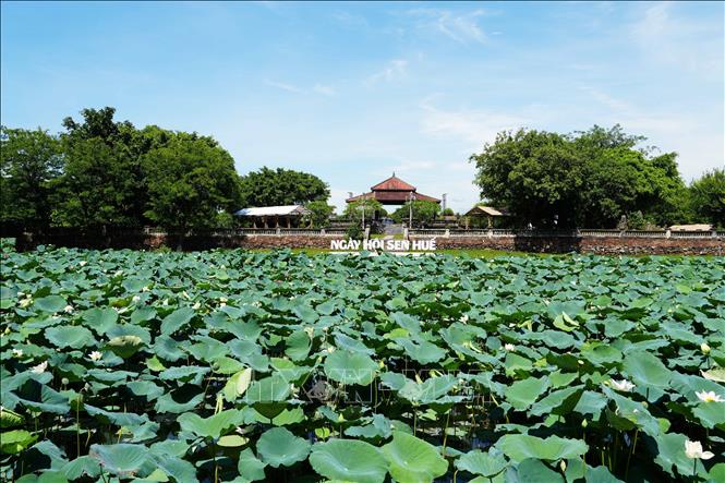 Cây và hoa sen trắng nở phủ kín mặt hồ Tịnh Tâm trong Kinh thành Huế. Ảnh: Nguyên Lý - TTXVN