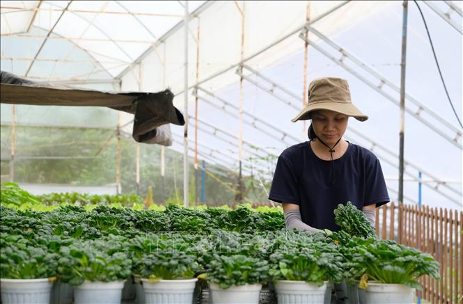 Thu hoạch rau tại một trang trại trong nhà kính đạt chất lượng VietGAP tại Đà Lạt để phục vụ thị trường trong và ngoài nước. Ảnh: Nguyễn Dũng – TTXVN
