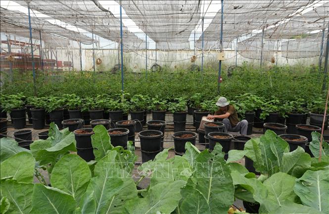Lâm Đồng với nền nông nghiệp công nghệ cao phát triển mạnh mẽ là lợi thế để “thâm nhập” thị trường Halal đầy tiềm năng. Ảnh: Nguyễn Dũng – TTXVN
