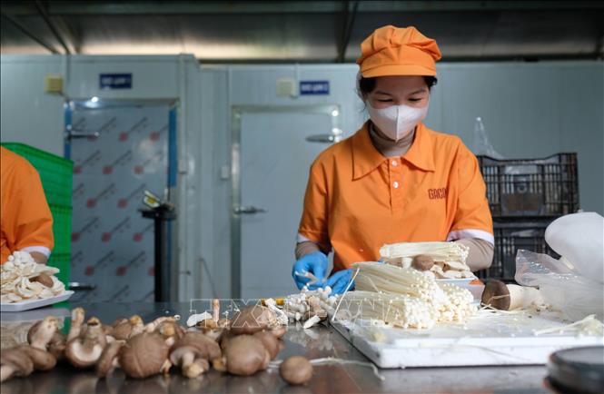 Sản phẩm nấm của một đơn vị sản xuất tại xã Ninh Gia (Lâm Đồng) được xuất khẩu đi Châu Âu, Mỹ và hiện đang xúc tiến thâm nhập thị trường Halal. Ảnh: Nguyễn Dũng – TTXVN
