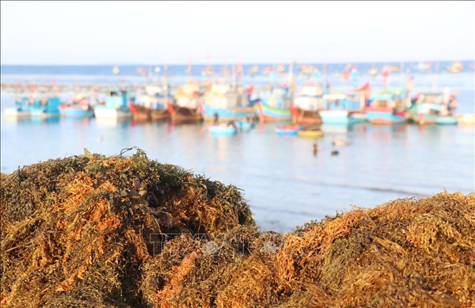 Những mẻ rong mơ người dân làng chài mới thu hoạch đem về bờ. Ảnh: Phạm Cường – TTXVN