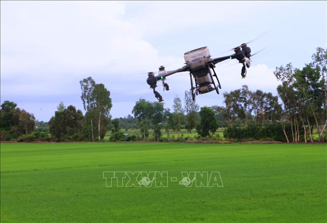 Sử dụng thiết bị bay để bón phân cho lúa Hè Thu 2026 tại thành phố Cần Thơ. Ảnh: Duy Khương – TTXVN