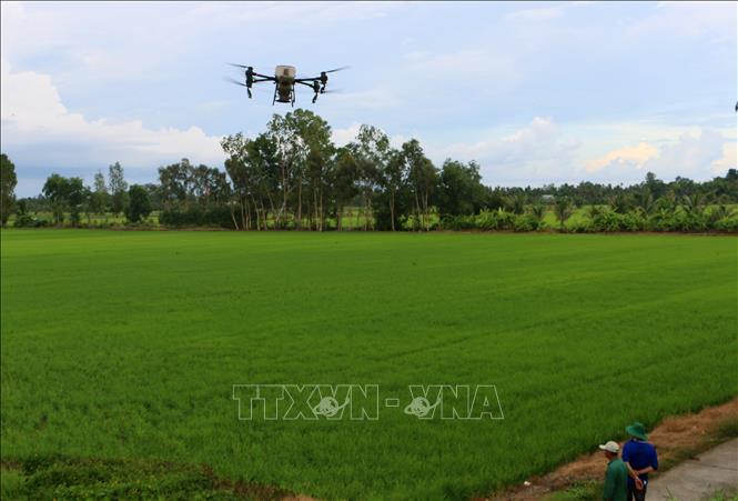 Thiết bị bay thay thế được nhiều lao động trực tiếp trong sản xuất lúa. Ảnh: Duy Khương – TTXVN