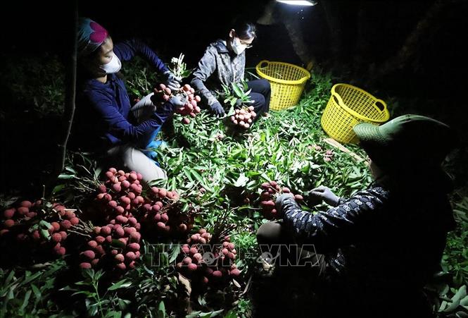 Hộ dân Trần Văn Hùng, thôn Trão, xã Lục Ngạn, tỉnh Bắc Ninh có diện tích 1,5ha trồng vải thiều, dự kiến năm 2026 cho thu hoạch khoảng 6 tấn quả, thu lãi khoảng 600 triệu đồng. Ảnh: Vũ Sinh - TTXVN