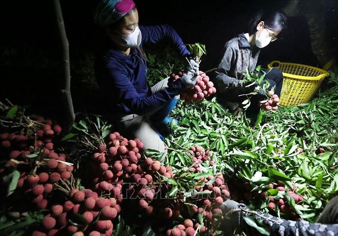 Thu hoạch vải thiều chính vụ ở hộ dân Trần Văn Hùng, thôn Trão, xã Lục Ngạn, tỉnh Bắc Ninh. Ảnh: Vũ Sinh - TTXVN