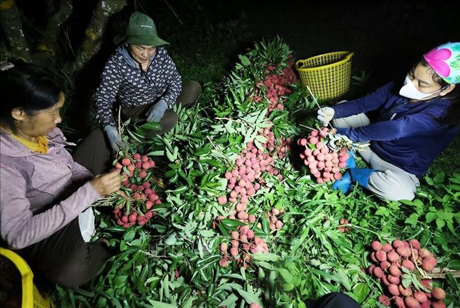 Hộ dân Trần Văn Hùng, thôn Trão, xã Lục Ngạn, tỉnh Bắc Ninh có diện tích 1,5ha trồng vải thiều, dự kiến năm 2026 cho thu hoạch khoảng 6 tấn quả, thu lãi khoảng 600 triệu đồng. Ảnh: Vũ Sinh - TTXVN