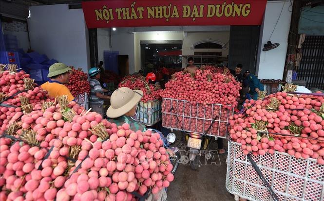 Người dân mang vải thiều chính vụ đến cơ sở thu mua phục vụ xuất khẩu ở hộ tiểu thương Trần Thị Thuỷ, xã Lục Ngạn, tỉnh Bắc Ninh. Ảnh: Vũ Sinh - TTXVN