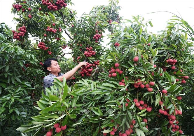 Hộ dân Trần Văn Hùng, thôn Trão, xã Lục Ngạn, tỉnh Bắc Ninh có diện tích 1,5ha trồng vải thiều, dự kiến năm 2026 cho thu hoạch khoảng 6 tấn quả, thu lãi khoảng 600 triệu đồng. Ảnh: Vũ Sinh - TTXVN