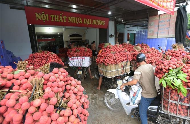 Người dân mang vải thiều chính vụ đến cơ sở thu mua phục vụ xuất khẩu ở hộ tiểu thương Trần Thị Thuỷ, xã Lục Ngạn, tỉnh Bắc Ninh. Ảnh: Vũ Sinh - TTXVN