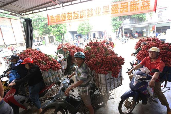Người dân mang vải thiều chính vụ đến cơ sở thu mua phục vụ xuất khẩu ở hộ tiểu thương Trần Thị Thuỷ, xã Lục Ngạn, tỉnh Bắc Ninh. Ảnh: Vũ Sinh - TTXVN