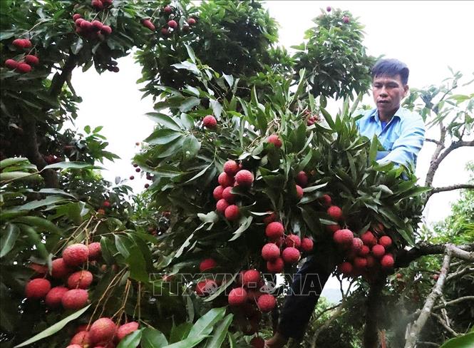Hộ dân Trần Văn Hùng, thôn Trão, xã Lục Ngạn, tỉnh Bắc Ninh có diện tích 1,5ha trồng vải thiều, dự kiến năm 2026 cho thu hoạch khoảng 6 tấn quả, thu lãi khoảng 600 triệu đồng. Ảnh: Vũ Sinh - TTXVN
