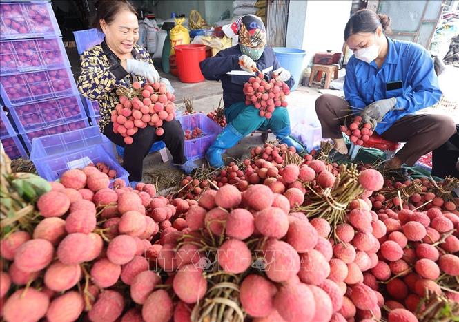 Đóng thùng vải thiều chính vụ xuất khẩu ở  hộ tiểu thương Trần Thị Thuỷ, xã Lục Ngạn, tỉnh Bắc Ninh. Ảnh: Vũ Sinh - TTXVN