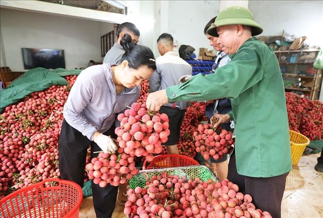 Người dân mang vải thiều chính vụ đến cơ sở thu mua phục vụ xuất khẩu ở hộ tiểu thương Trần Thị Thuỷ, xã Lục Ngạn, tỉnh Bắc Ninh. Ảnh: Vũ Sinh - TTXVN