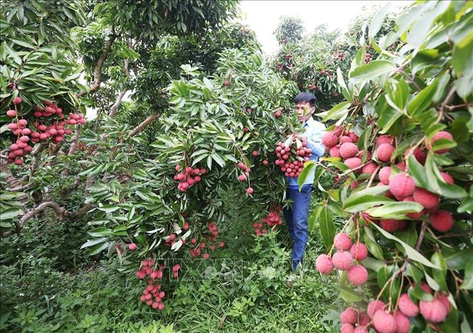 Thu hoạch vải thiều chính vụ ở hộ dân Trần Văn Hùng, thôn Trão, xã Lục Ngạn, tỉnh Bắc Ninh. Ảnh: Vũ Sinh - TTXVN