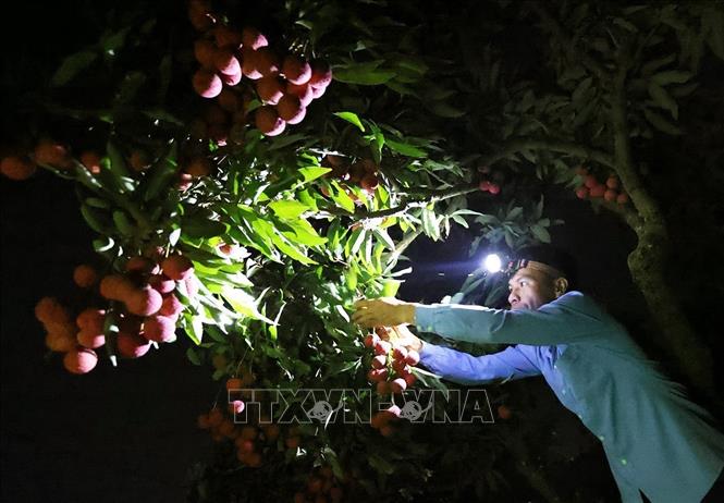 Thu hoạch vải thiều chính vụ ở hộ dân Trần Văn Hùng, thôn Trão, xã Lục Ngạn, tỉnh Bắc Ninh. Ảnh: Vũ Sinh - TTXVN