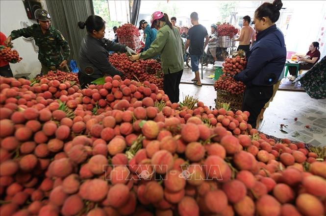 Người dân mang vải thiều chính vụ đến cơ sở thu mua phục vụ xuất khẩu ở hộ tiểu thương Trần Thị Thuỷ, xã Lục Ngạn, tỉnh Bắc Ninh. Ảnh: Vũ Sinh - TTXVN
