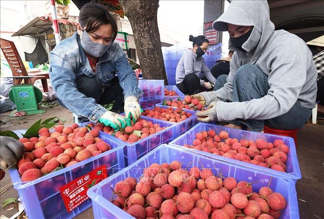Đóng thùng vải thiều chính vụ xuất khẩu ở  hộ tiểu thương Trần Thị Thuỷ, xã Lục Ngạn, tỉnh Bắc Ninh. Ảnh: Vũ Sinh - TTXVN