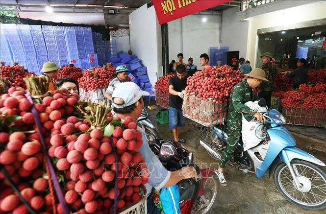 Người dân mang vải thiều chính vụ đến cơ sở thu mua phục vụ xuất khẩu ở hộ tiểu thương Trần Thị Thuỷ, xã Lục Ngạn, tỉnh Bắc Ninh. Ảnh: Vũ Sinh - TTXVN
