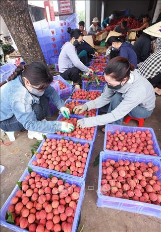 Đóng thùng vải thiều chính vụ xuất khẩu ở  hộ tiểu thương Trần Thị Thuỷ, xã Lục Ngạn, tỉnh Bắc Ninh. Ảnh: Vũ Sinh - TTXVN