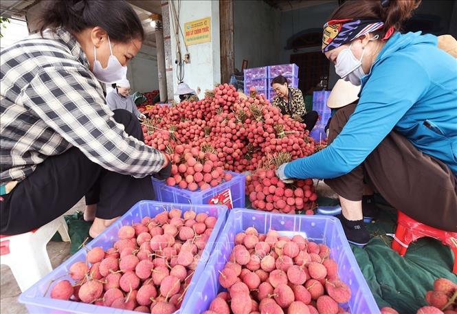 Đóng thùng vải thiều chính vụ xuất khẩu ở  hộ tiểu thương Trần Thị Thuỷ, xã Lục Ngạn, tỉnh Bắc Ninh. Ảnh: Vũ Sinh - TTXVN