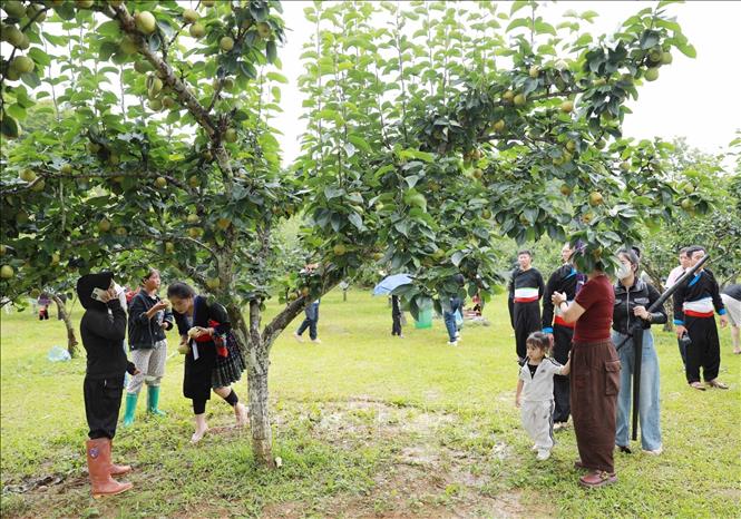Đông đảo du khách cùng người dân tham quan và thưởng thức trái lê tại vườn. Ảnh: Quý Trung – TTXVN