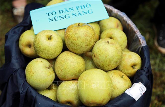 Những trái lê to 2 quả/kg có giá bán tại vườn 50.000 đồng/1kg. Ảnh: Quý Trung – TTXVN