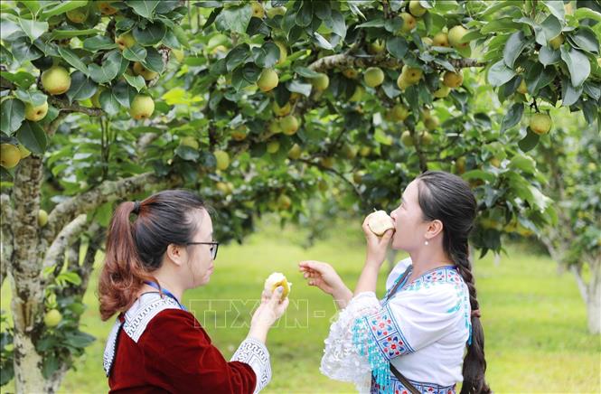 Du khách được thưởng thức những trái lê thơm ngon ngay tại vườn. Ảnh: Quý Trung – TTXVN