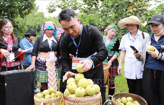 Lê được hái tại vườn thi xem đội nào hái được nhiều nhất với quả to và mọng nhất. Ảnh: Quý Trung – TTXVN