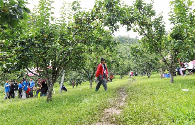 Đông đảo du khách đến tham quan vườn lê. Ảnh: Quý Trung - TTXVN