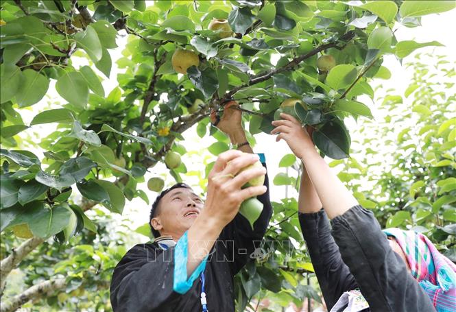 Các đội tham gia thi hái lê tại vườn bản Sáy San 1. Ảnh: Quý Trung – TTXVN