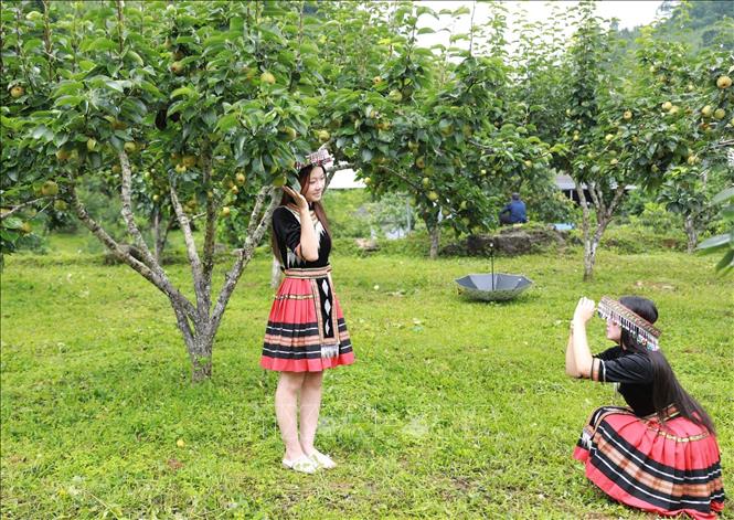 Du khách đến tham quan thuê trang phục và check in vườn lê tại bản Sáy San 1. Ảnh: Quý Trung – TTXVN