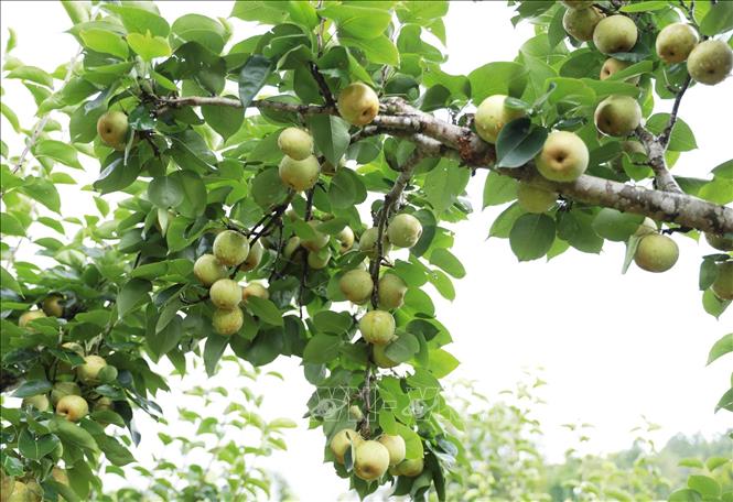 Những chùm lê sai trĩu báo hiệu một mùa màng bội thu. Ảnh: Quý Trung – TTXVN