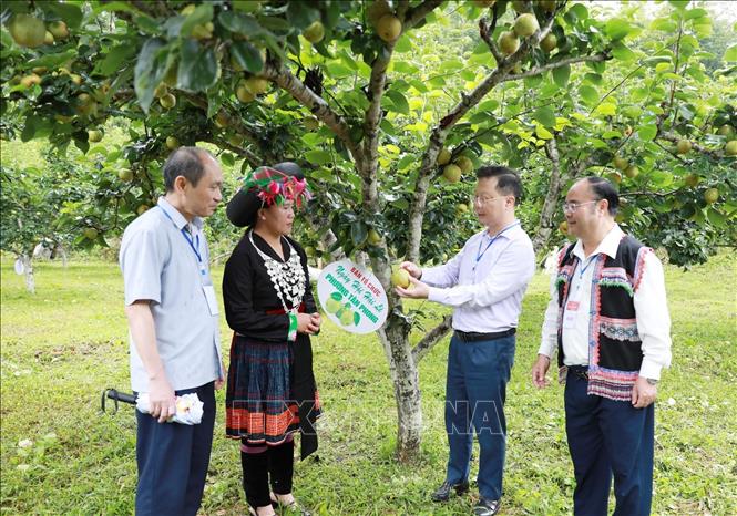 Đại biểu tham quan vườn lê tại bản Sáy San 1, phường Tân Phong, tỉnh Lai Châu. Ảnh: Quý Trung – TTXVN