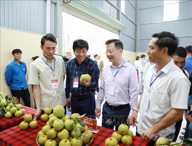 Các đồng chí lãnh đạo tham quan sản phẩm quả lê được trồng tại phường Tân Phong, tỉnh Lai Châu. Ảnh: Quý Trung – TTXVN