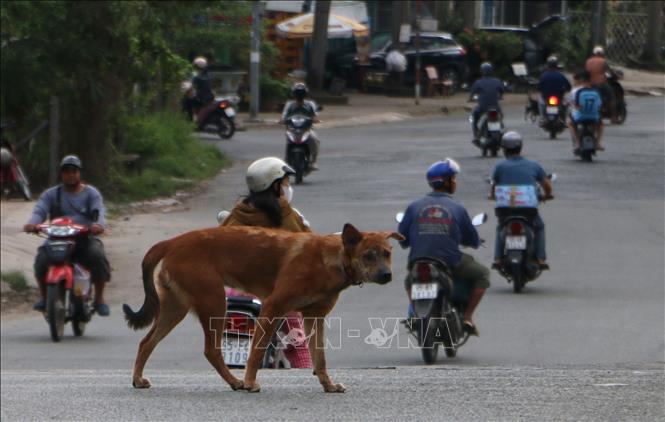 Chó chạy rộng ngoài đường, không rọ mõ, hay xích tại phường Vị Tân, thành phố Cần Thơ. Ảnh: Duy Khương – TTXVN