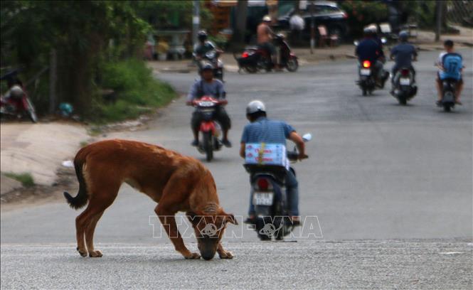 Chó chạy rộng ngoài đường, không rọ mõ, hay xích tại phường Vị Tân, thành phố Cần Thơ. Ảnh: Duy Khương – TTXVN
